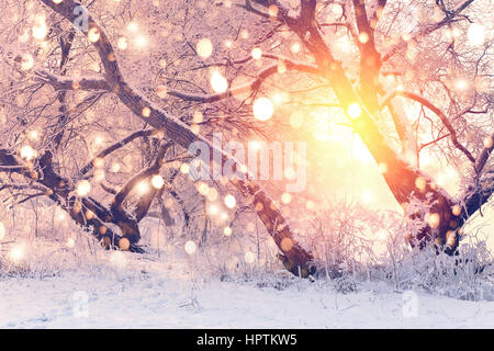 Color snowflakes on snowy backgorund. Xmas background.  Sun shines through trees with hoarfrost. Stock Photo
