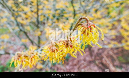Witch hazel yellow flowers in Winter. Wide angle macro, defocussed background. UK, February. Stock Photo