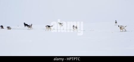 Inuits in Canada are hunting animals for fur Stock Photo