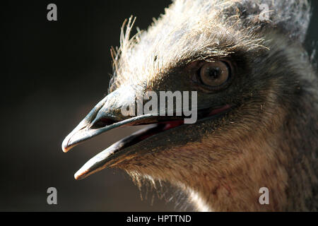 The sharp eyes of Emu Stock Photo