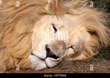 A white lion sleeping, South Africa Stock Photo