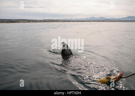 A great white shark approaches the bait in Gansbaai, South Africa Stock Photo