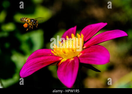 Bees with pollen flying over spring bedding flower dahlia Stock Photo