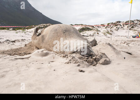 An elephant seal on a beach in South Africa trying to cover itself with sand Stock Photo