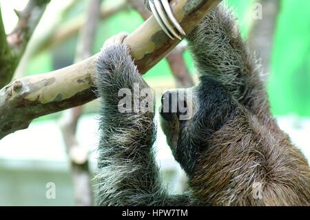 Sloth at the Costa Rica Sloth Sanctuary Stock Photo