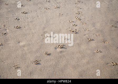 Bird footprints in sand on a beach Stock Photo