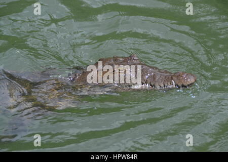 Crocodile at Black River in Jamaica, Caribbean, close up shot in green water Stock Photo