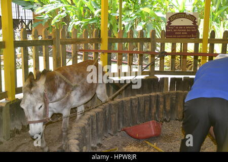 Donkey grinds cane at rum factory in Jamaica Appleton Jamaica Rum factory district St. Elisabeth. Stock Photo
