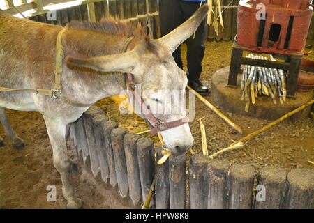 Donkey grinds cane at rum factory in Jamaica Appleton Jamaica Rum factory district St. Elisabeth. Stock Photo