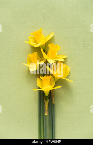 Arrangement of five fresh yellow Jersey Pride daffodils lying on soft pale green textured background with copy space on the top. Stock Photo