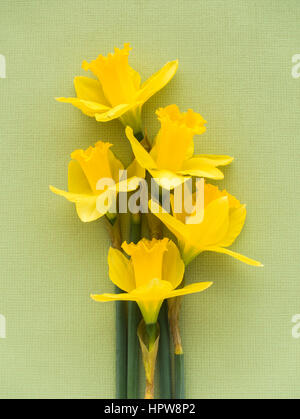 Closeup of five fresh yellow Jersey Pride daffodils lying on soft pale green textured background. Stock Photo