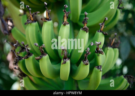 Banana plantation in Brazil. Bananas are a main export product. Stock Photo