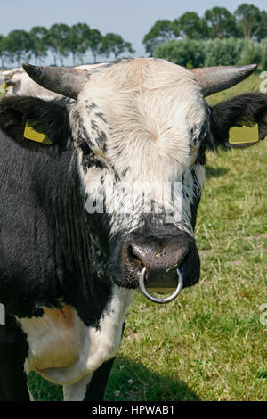 big strong black angus bull on a meadow with green grass Stock Photo ...