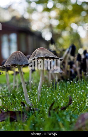 Mycena polygramma woodland fungus Stock Photo