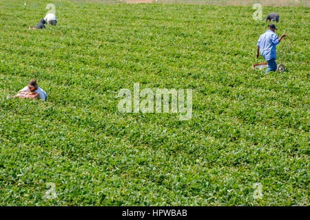 Mexican Immigrant farm workers, mostly undocumented, work in the strawberry fields harvesting produce in California Stock Photo