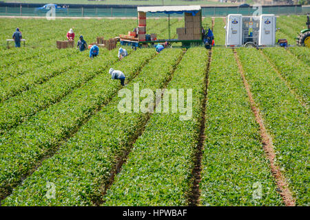 Mexican Immigrant farm workers, mostly undocumented, work in the strawberry fields harvesting produce in California Stock Photo