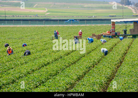 Mexican Immigrant farm workers, mostly undocumented illegals, work in the strawberry fields harvesting produce in California Stock Photo
