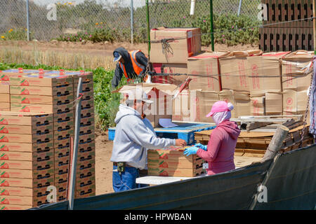 Mexican Immigrant farm workers, mostly undocumented illegals, work in the strawberry fields harvesting produce in California Stock Photo