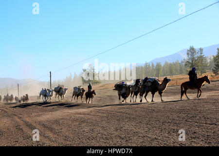 Camel Convoy Stock Photo