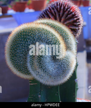 Beautiful Flower and cactus Garden Stock Photo