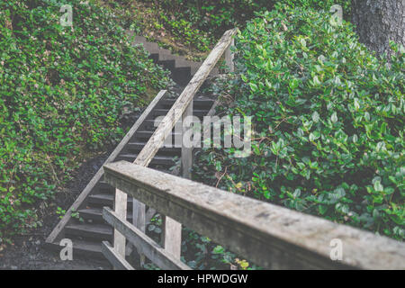 Wooden stairs in lush forest Stock Photo