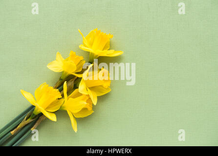 Arrangement of five fresh yellow Jersey Pride daffodils lying on soft pale green textured background with lots of copy space. Stock Photo
