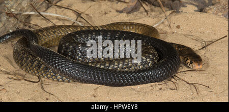 Monocled Cobra (Naja kaouthia) Stock Photo