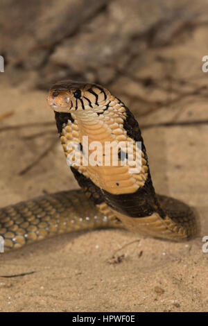Monocled Cobra (Naja kaouthia) Stock Photo