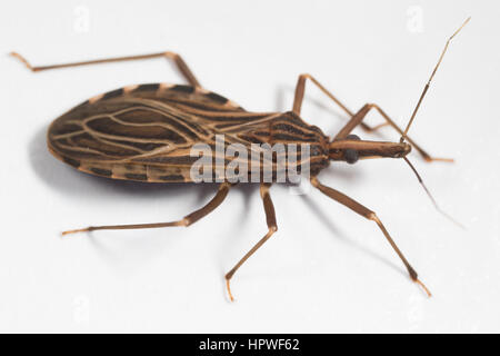 Adult Rhodnius prolixus (Kissing Bug) Stock Photo