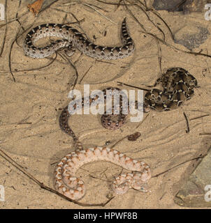 group of 4 species of Saw-scaled Vipers (Echis spp.) showing colour and pattern variation Stock Photo