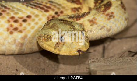 Headshot of a freshly moulted, yellow colour variant of Puff Adder (Bitis arietans) flicking its tongue Stock Photo
