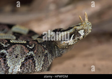 Rhino Viper (Bitis nasicornis) Stock Photo