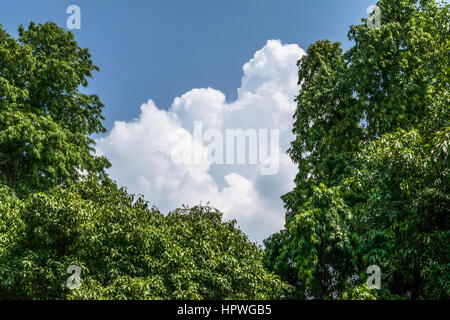 Milky clouds appearing beatifully between two trees Stock Photo