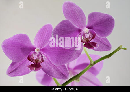orchid macro shot isolated on white background,holiday gift, tender love, joy spring freshness, gardening Stock Photo