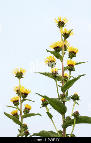 Inula racemosa, yellow flowers Stock Photo - Alamy