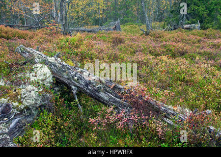 Fallen tree trunk covered in lichen left to rot in old-growth forest / ancient woodland as dead wood, habitat for invertebrates, mosses and fungi Stock Photo