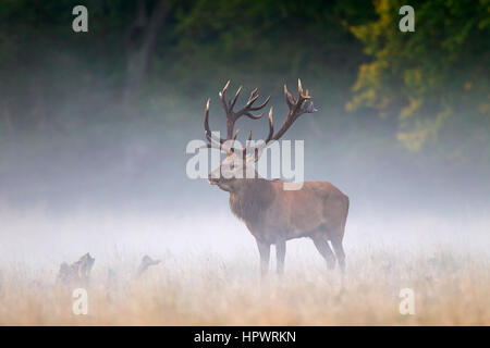 Red deer (Cervus elaphus) stag in grassland in the mist at forest's edge during the rut in autumn Stock Photo
