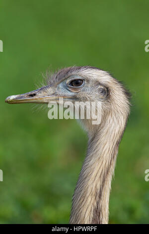 Greater rhea / American rhea / ñandú (Rhea americana), flightless bird / ratite native to eastern South America Stock Photo