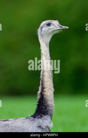 Greater rhea / American rhea / ñandú (Rhea americana), flightless bird / ratite native to eastern South America Stock Photo