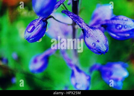 Dark violet buds of spring flower Hyacinth after rain. Stock Photo