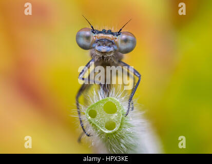 Close up portrait of a damselfly on a stem with a bright colourful background Stock Photo