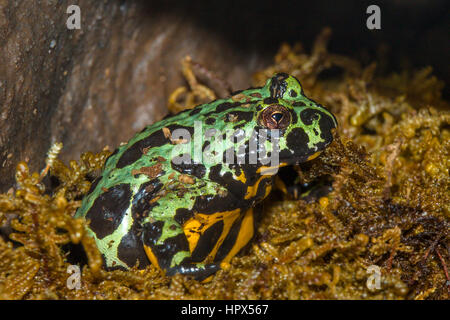 Closeup of Green and Black Poison Frog Stock Photo