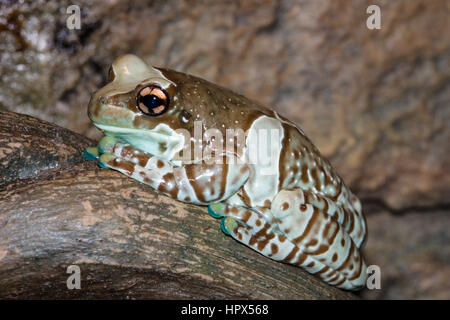 Closeup of Amazon Milk Frog Stock Photo