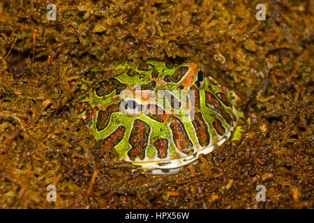 Closup of Ornate Horned Frog Stock Photo