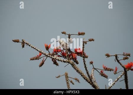 Chestnut-tailed Starling bird (Sturnus malabaricus) standing on nice log with green background Stock Photo