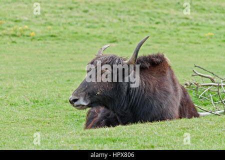 A Yak on a Green Meadow Stock Photo