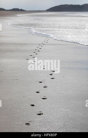 Footprints in sand being washed away by the incoming tide on a deserted sandy beach at newborough beach, Anglesey, Wales Stock Photo