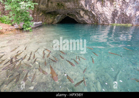 Schools of fish can be clearly seen in the crystal clear lakes in Plitvice Lakes National Park, one of the oldest national parks in Europe. Stock Photo
