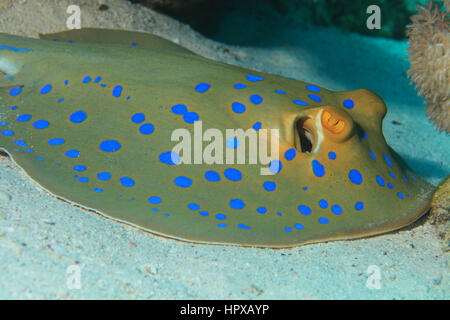 Bluespotted ribbontal stingray (Taeniura lymma) underwater in the coral reef of the Red Sea Stock Photo