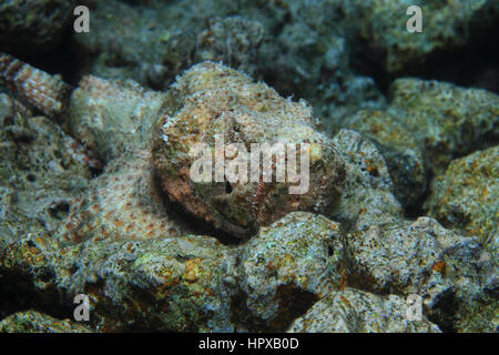 False stonefish (Scorpaenopsis diabolus) underwater on the bottom of the Red Sea Stock Photo